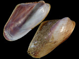 Modiolus micropterus