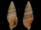 Vexillum fuscoapicatum