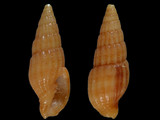 Vexillum percnodictya