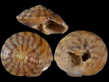 Variation311254