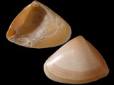 Variation211259