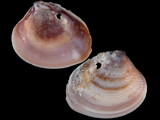 Variation211265