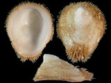 Variation111298