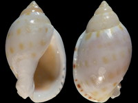 Variation211315