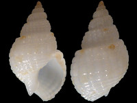 Variation211323