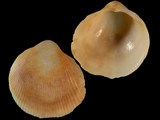 Europicardium caparti