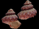 Bolma jacquelineae