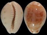 Cypraea pyrum