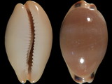 Cypraea lurida