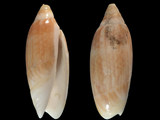 Variation111371