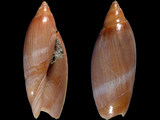 Agaronia hiatula