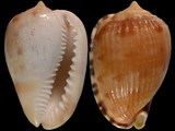 Cypraecassis testiculus senegalica