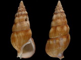 Cerithium guinaicum