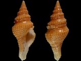 Clavatula bimarginata