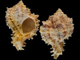 Variation311425