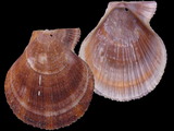 Chlamys islandica