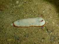 Goniobranchus verrieri