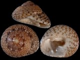 Clanculus flagellatus