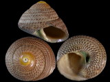 Austrocochlea adelaidae