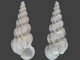 Variation111478