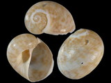 Eunaticina umbilicata