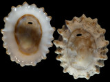 Variation211485