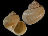 Variation211491