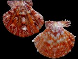 Mirapecten tuberosus