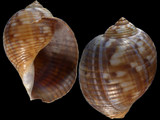 Tonna canaliculata