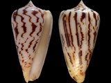 Conus janus