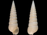 Pyramidella teres