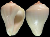 Variation211567