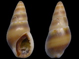 Mitrella scripta