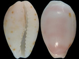 Variation411615