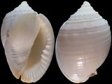 Phalium bandatum exaratum