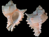 Variation211667