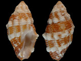 Variation211678