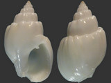 Variation311690