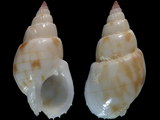 Nassarius glans