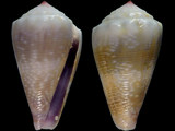 Conus balteatus