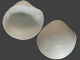 Anodontia ovum