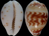 Cypraea diluculum