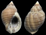 Nucella lapillus