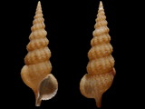 Variation411888