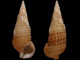 Cerithium traillii