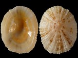 Variation312006