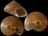 Gibbula umbilicaris