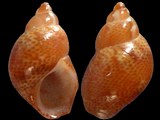 Tricolia pullus