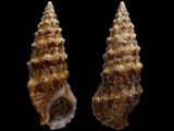 Cerithium vulgatum