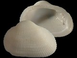 Variation312023
